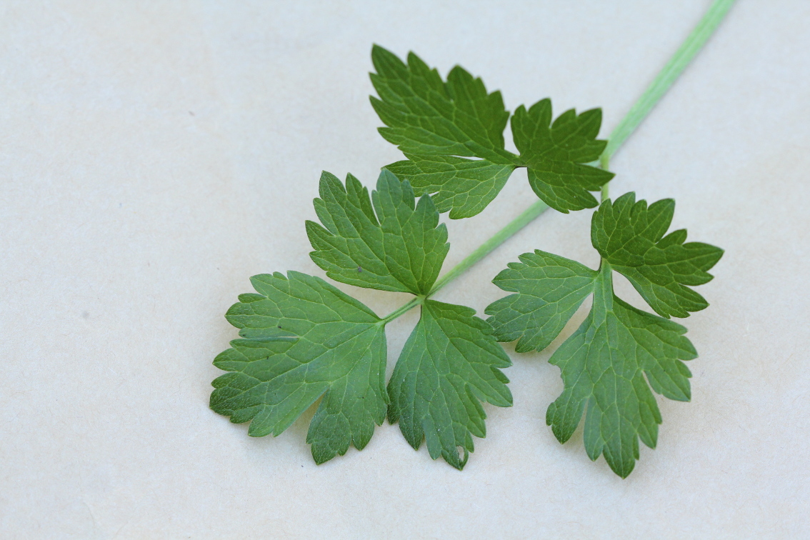 Annexe ranunculus repens 2.jpg