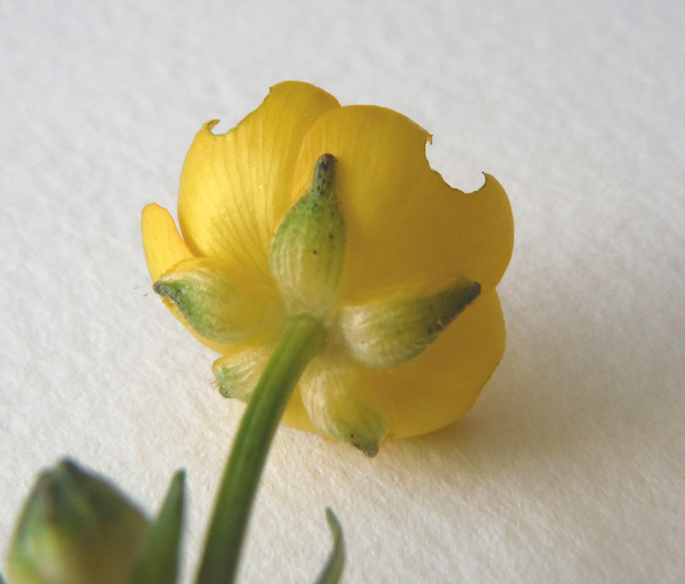 Annexe ranunculus repens 3.jpg