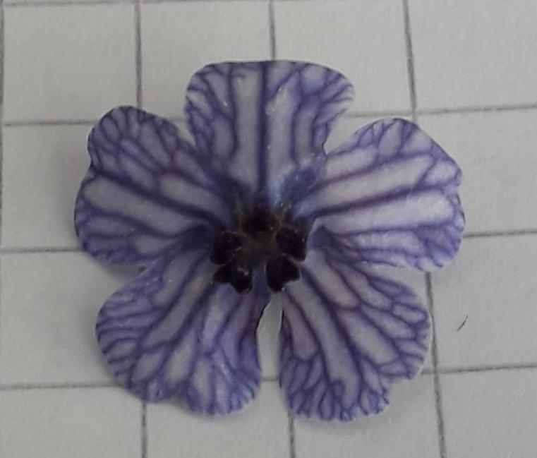 Annexe Détail Anchusa.jpg