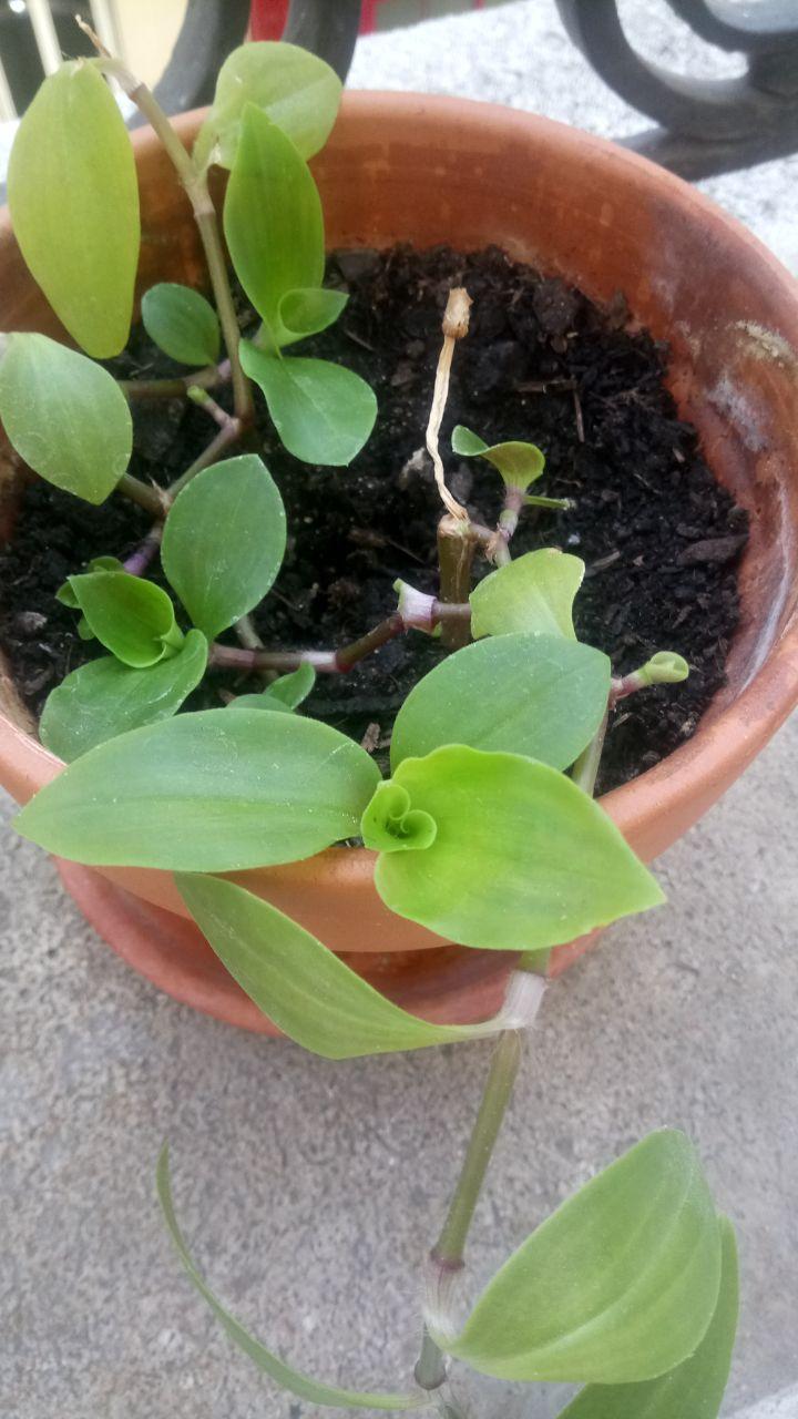 Annexe photo_2020-04-08_12-22-45.jpg