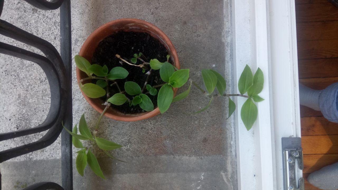 Annexe photo_2020-04-08_12-22-55.jpg