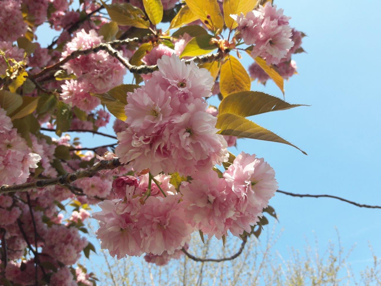 Annexe 20200407_160026.jpg