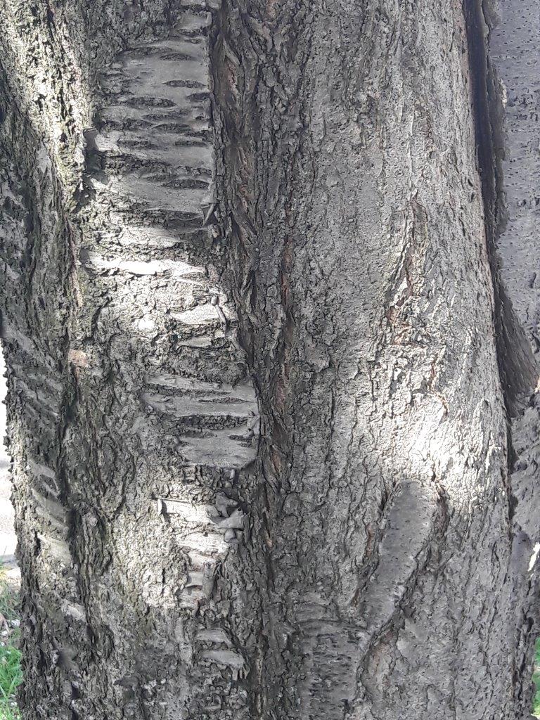 Annexe 20200407_160115.jpg