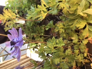 Annexe 232D352C-8C56-4D79-8488-C2BE1B88329E.jpeg