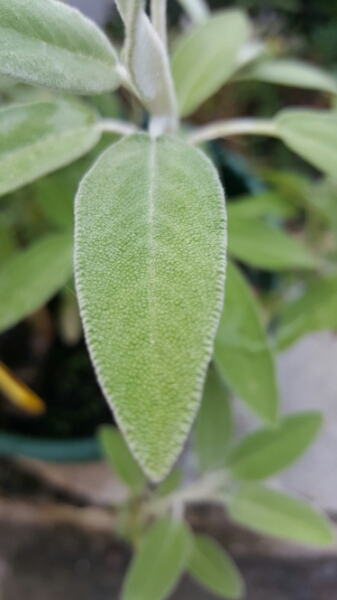 Annexe PictoFlora - sauge officinale - feuille de la tige.jpg