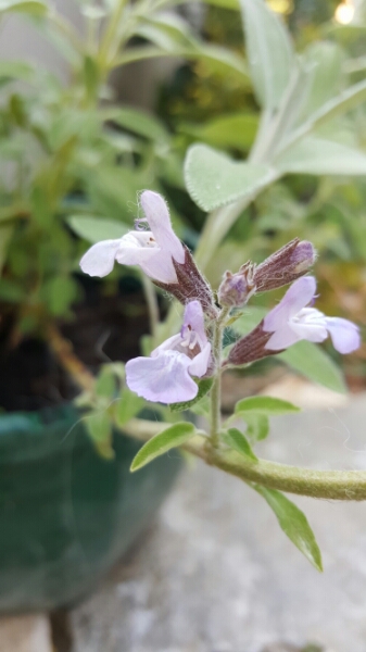 Annexe PictoFlora - sauge officinale - inflorescences.jpg