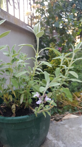 Annexe PictoFlora - sauge officinale - vue globale.jpg