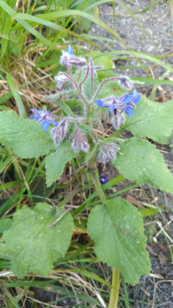 Annexe borago1.jpg