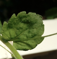 Annexe détail feuille véronique de perse.png