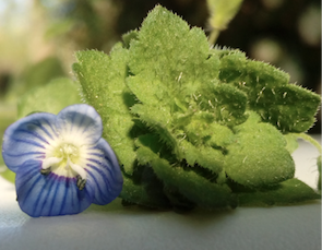 Annexe fleur véronique de perse détail.png