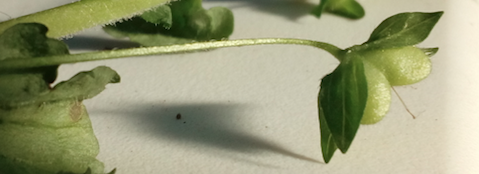 Annexe fruit véronique de perse détail.png