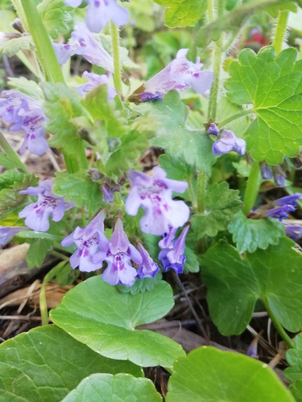 Annexe photo_2020-04-08_18-28-44.jpg