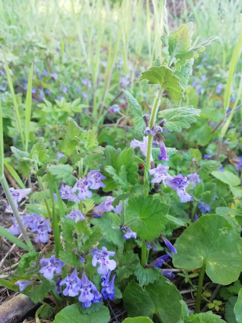 Annexe photo_2020-04-08_18-28-52.jpg