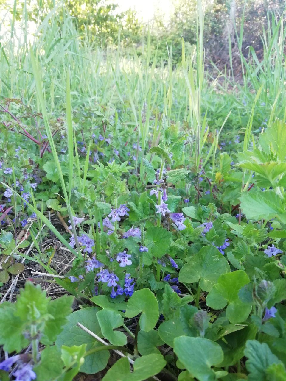 Annexe photo_2020-04-08_18-28-59.jpg