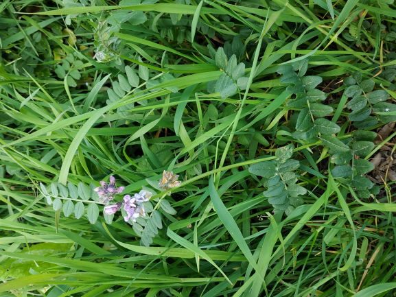 Annexe Vicia Sepium.jpg