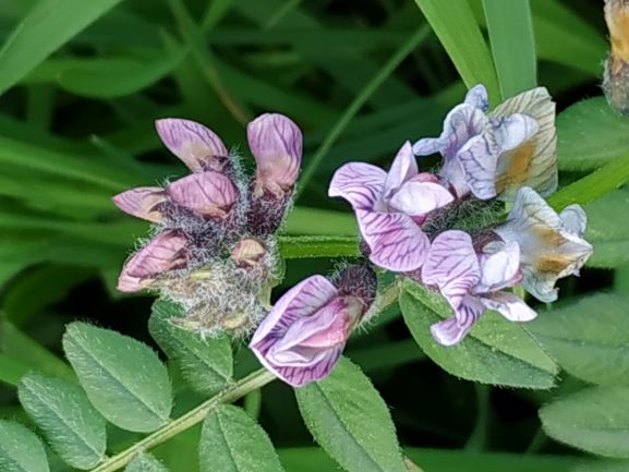 Annexe fleur Vicia.jpg