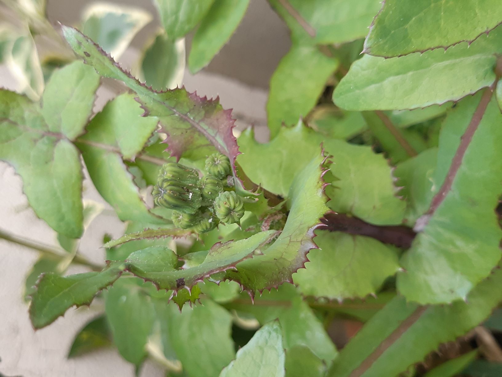 Annexe Laiteron rude boutons floraux.jpg