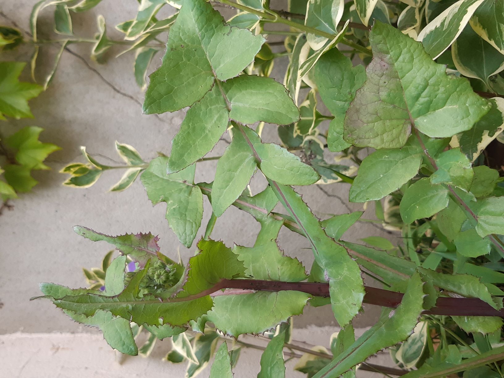 Annexe Laiteron rude feuille.jpg