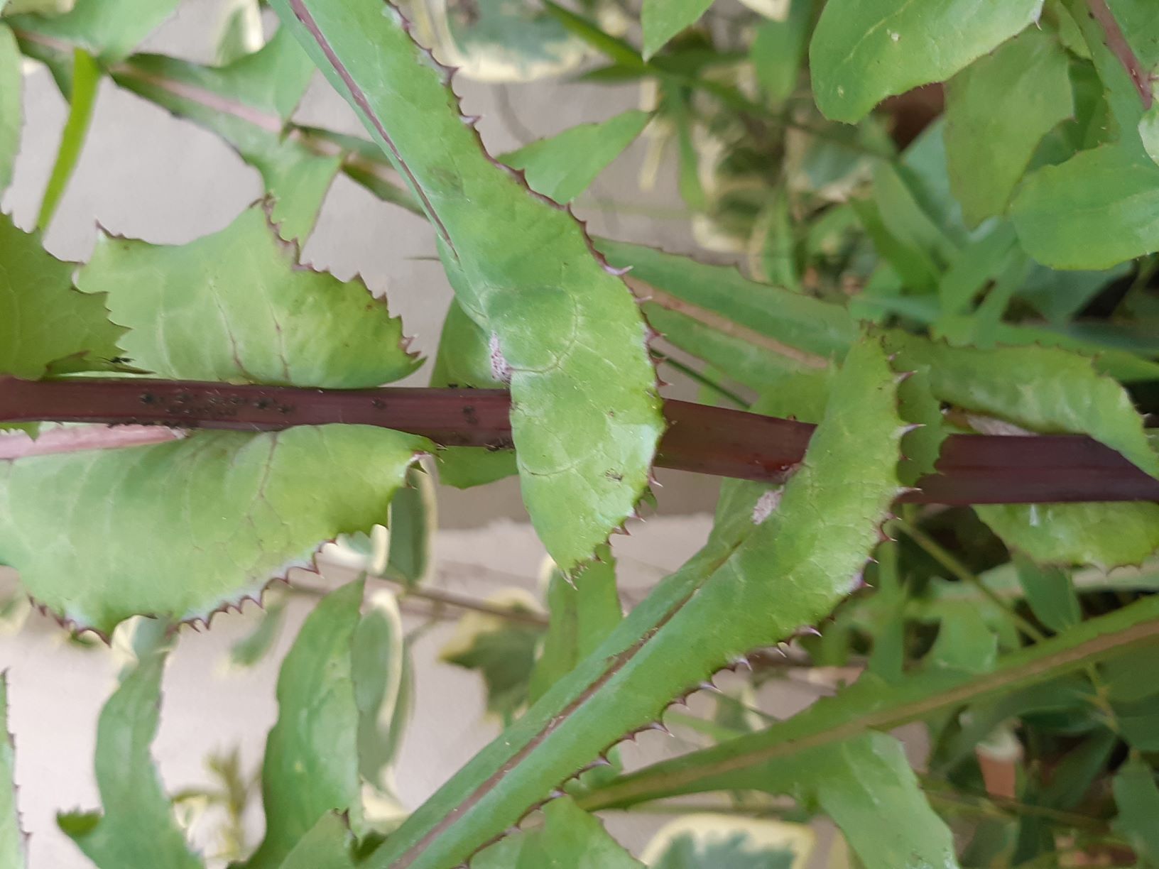 Annexe Laiteron rude oreillettes.jpg