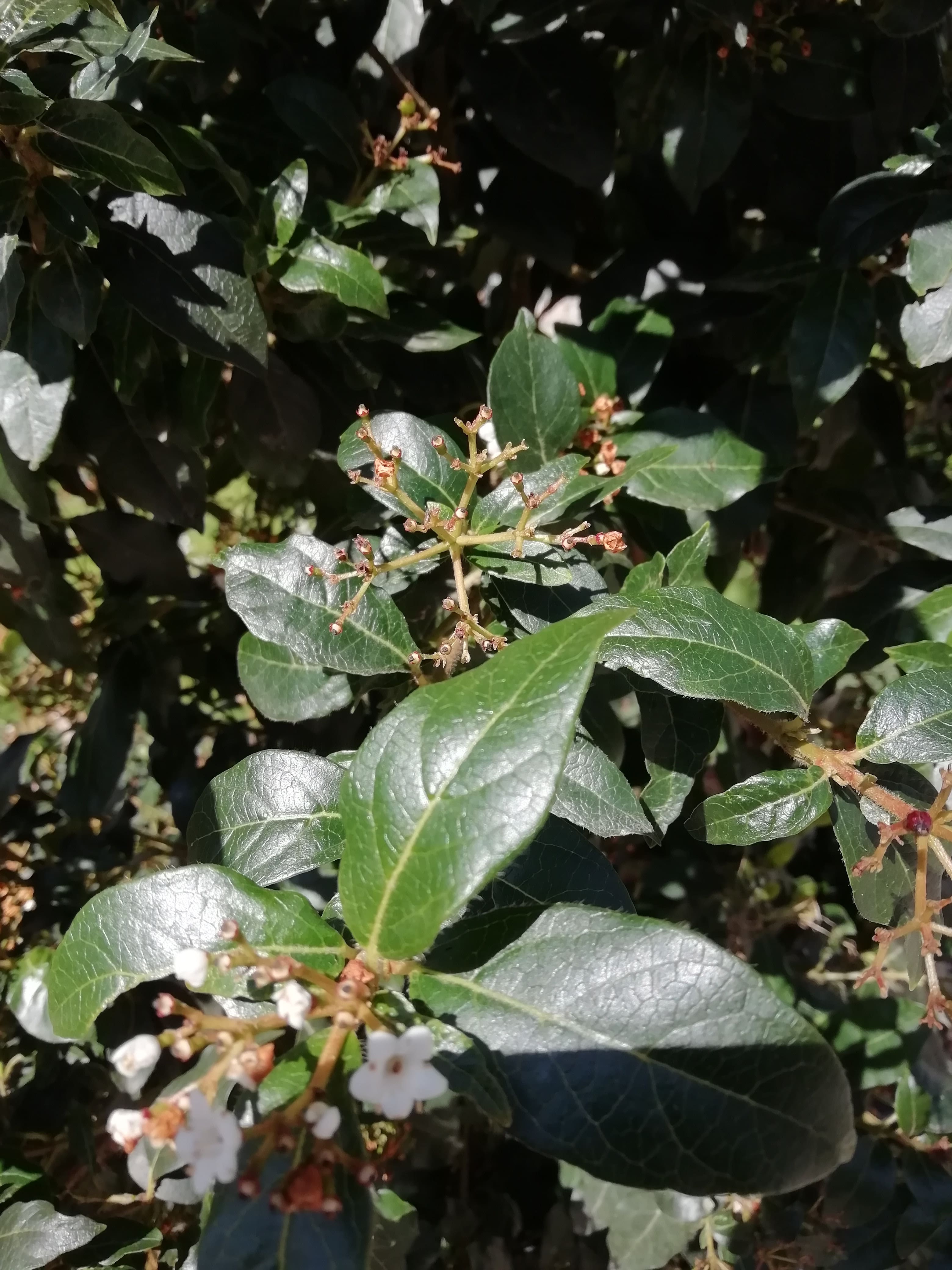 Annexe IMG_20200404_114649-min.jpg