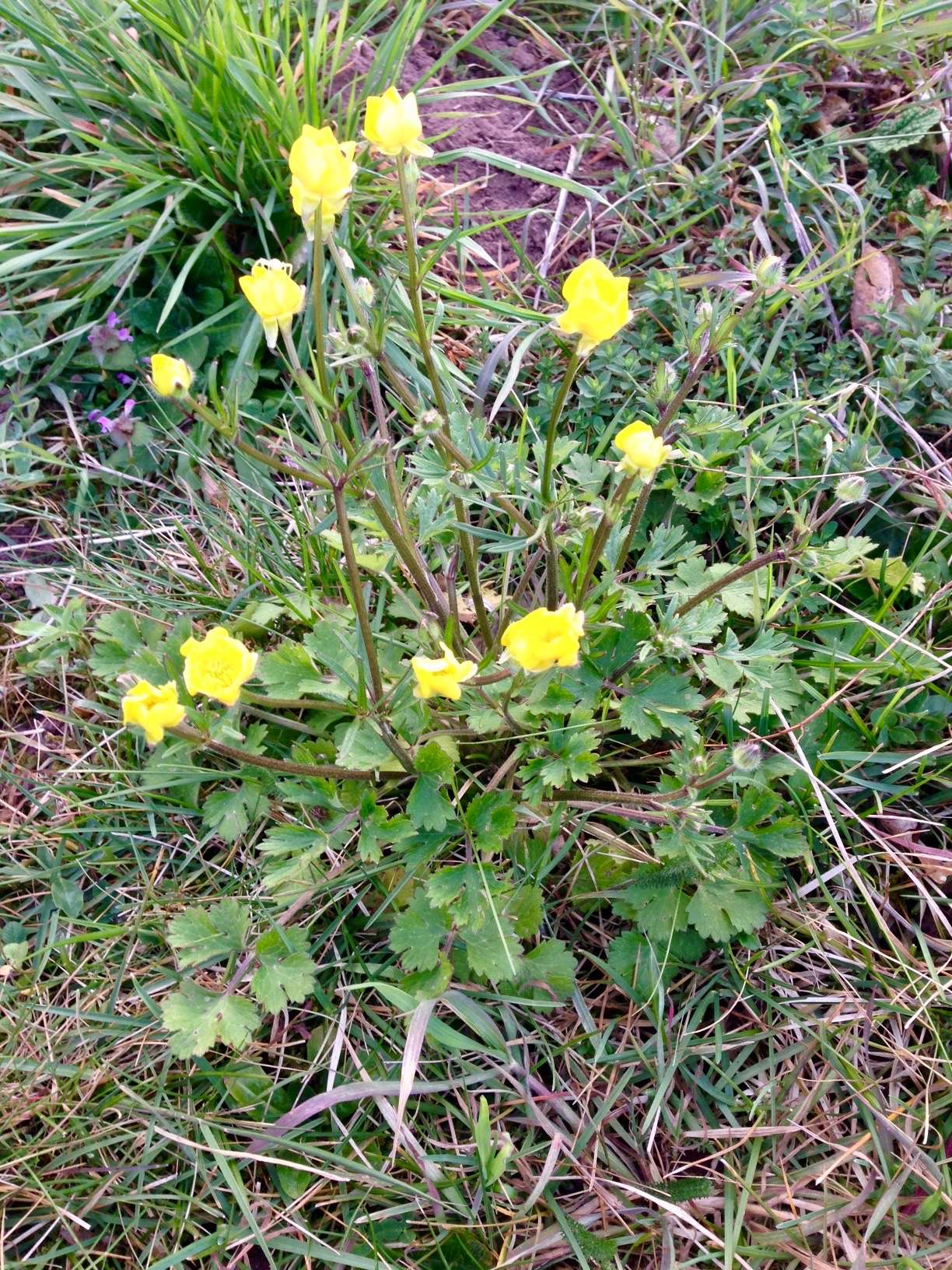 Annexe Renoncule_1.jpg