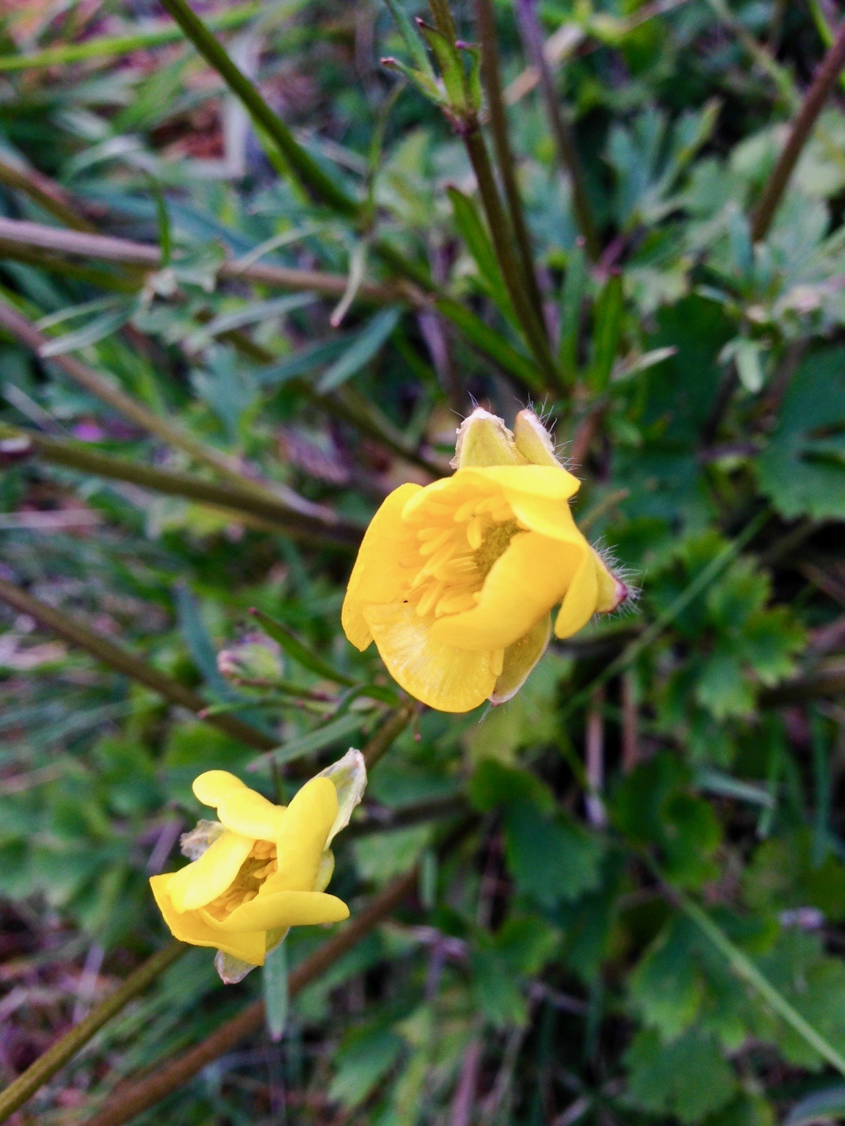 Annexe Renoncule_2.jpg