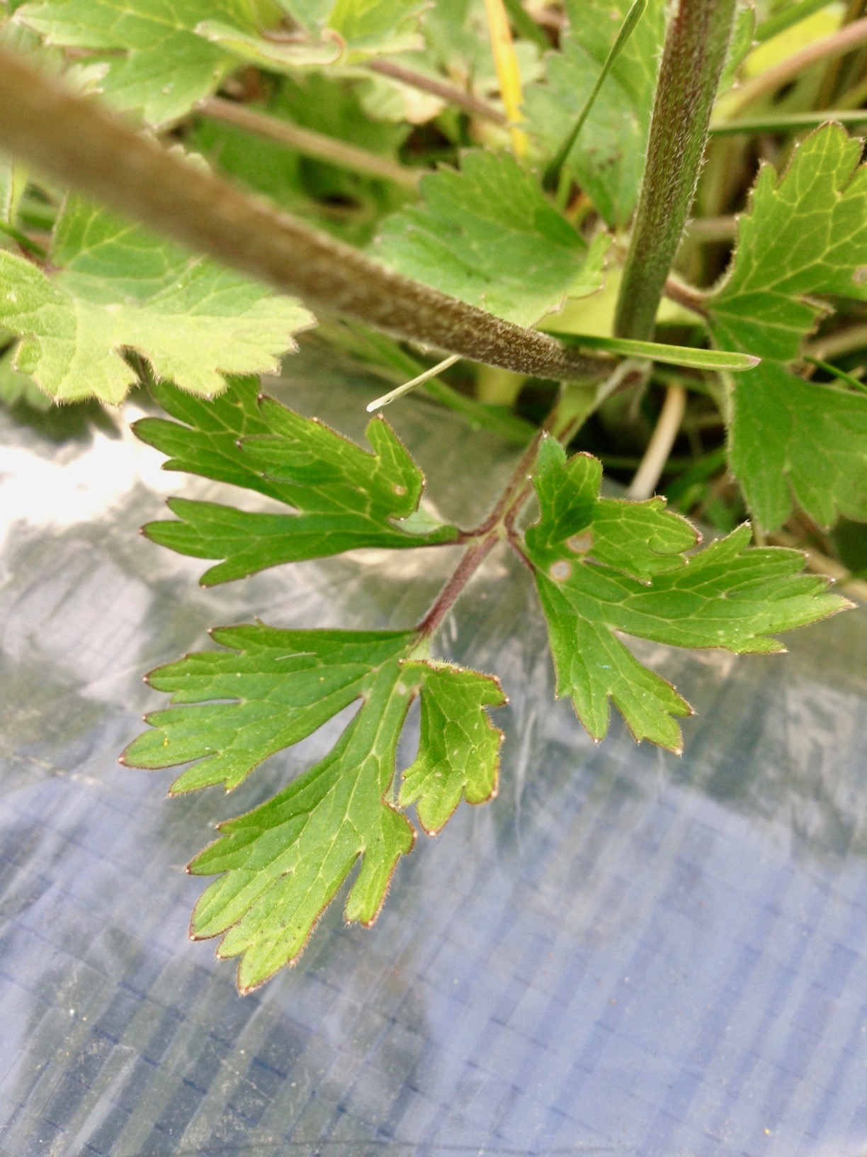 Annexe Renoncule_3.jpg