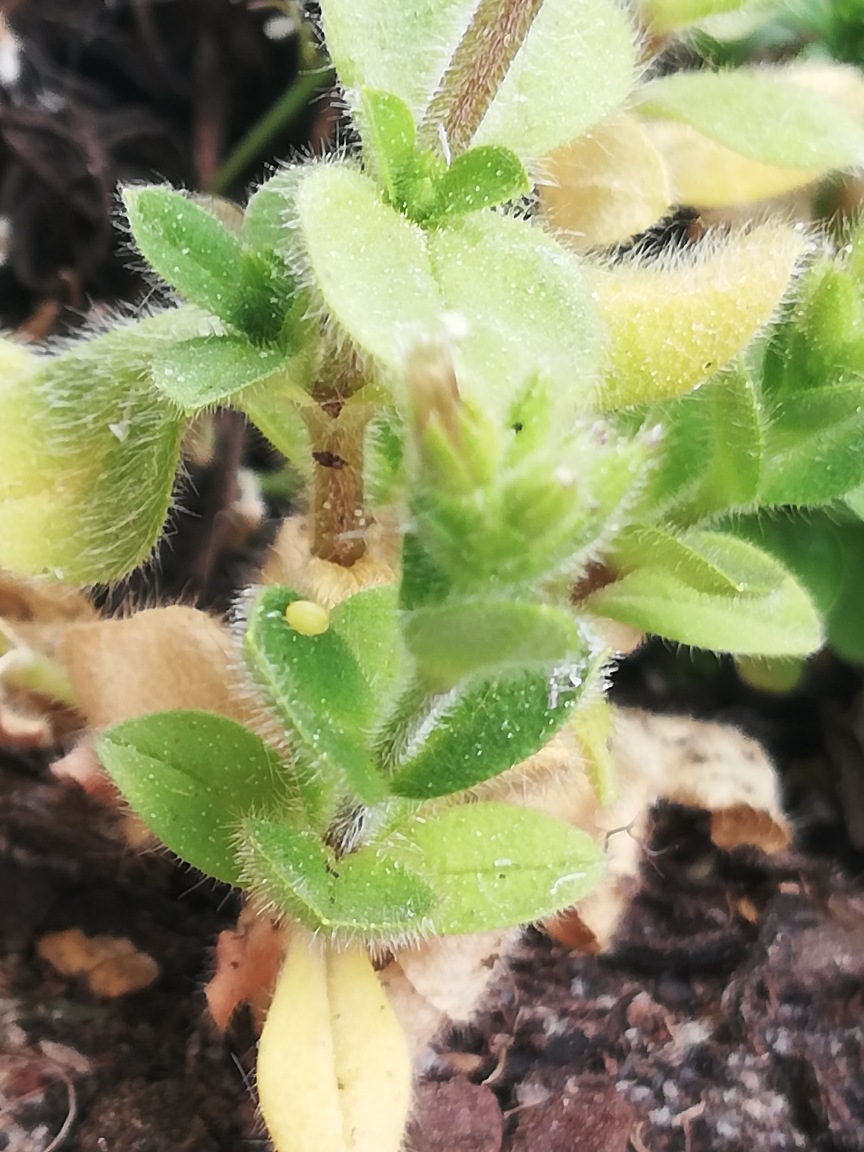 Annexe fleur inconnue.jpg