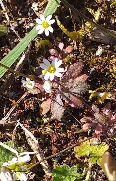 Annexe Drave Printaniere.PNG