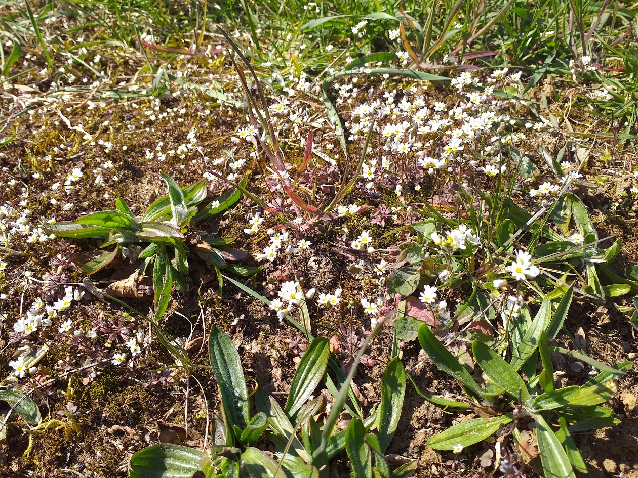 Annexe Drave printaniere 2.jpg