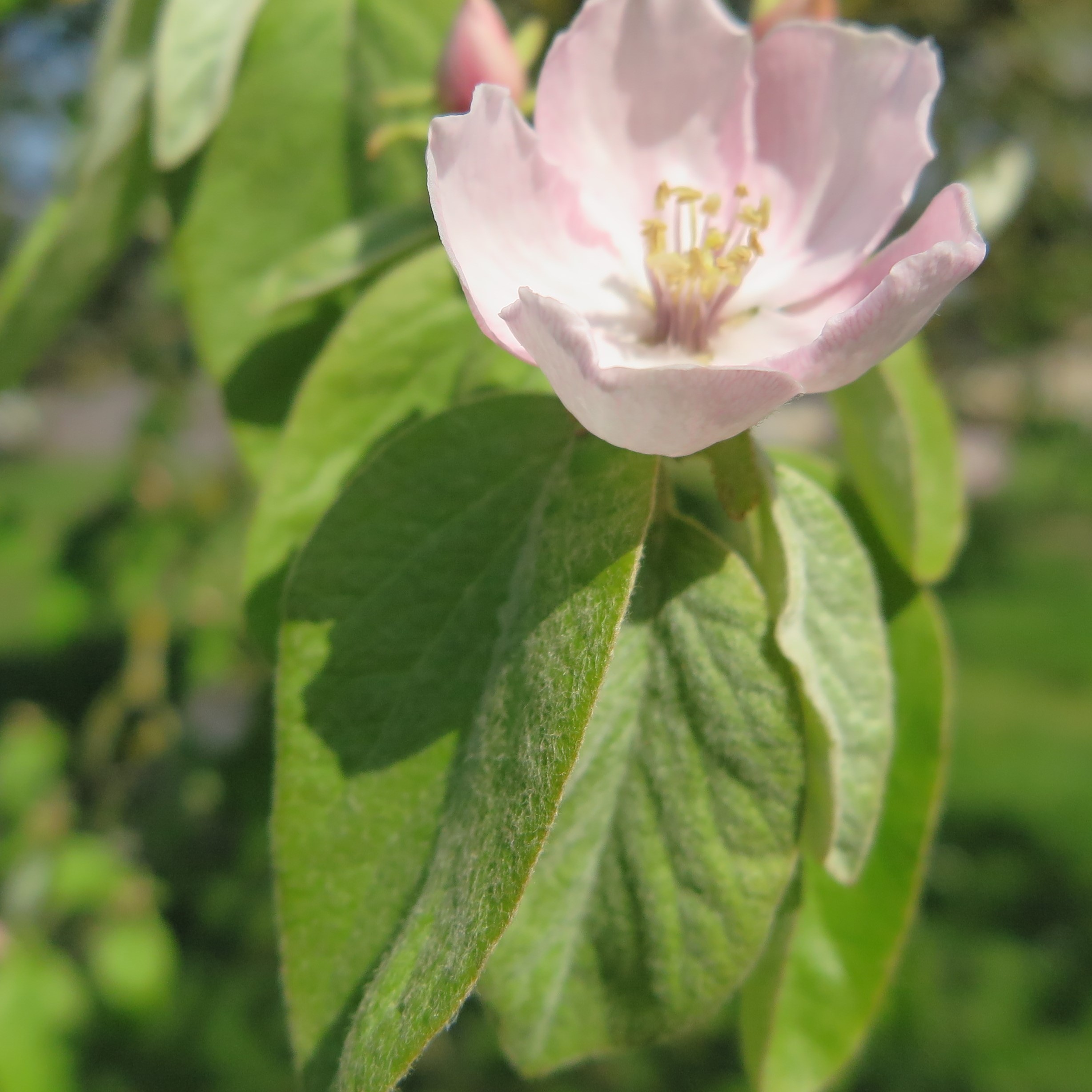 Annexe Cognassier fleur.JPG