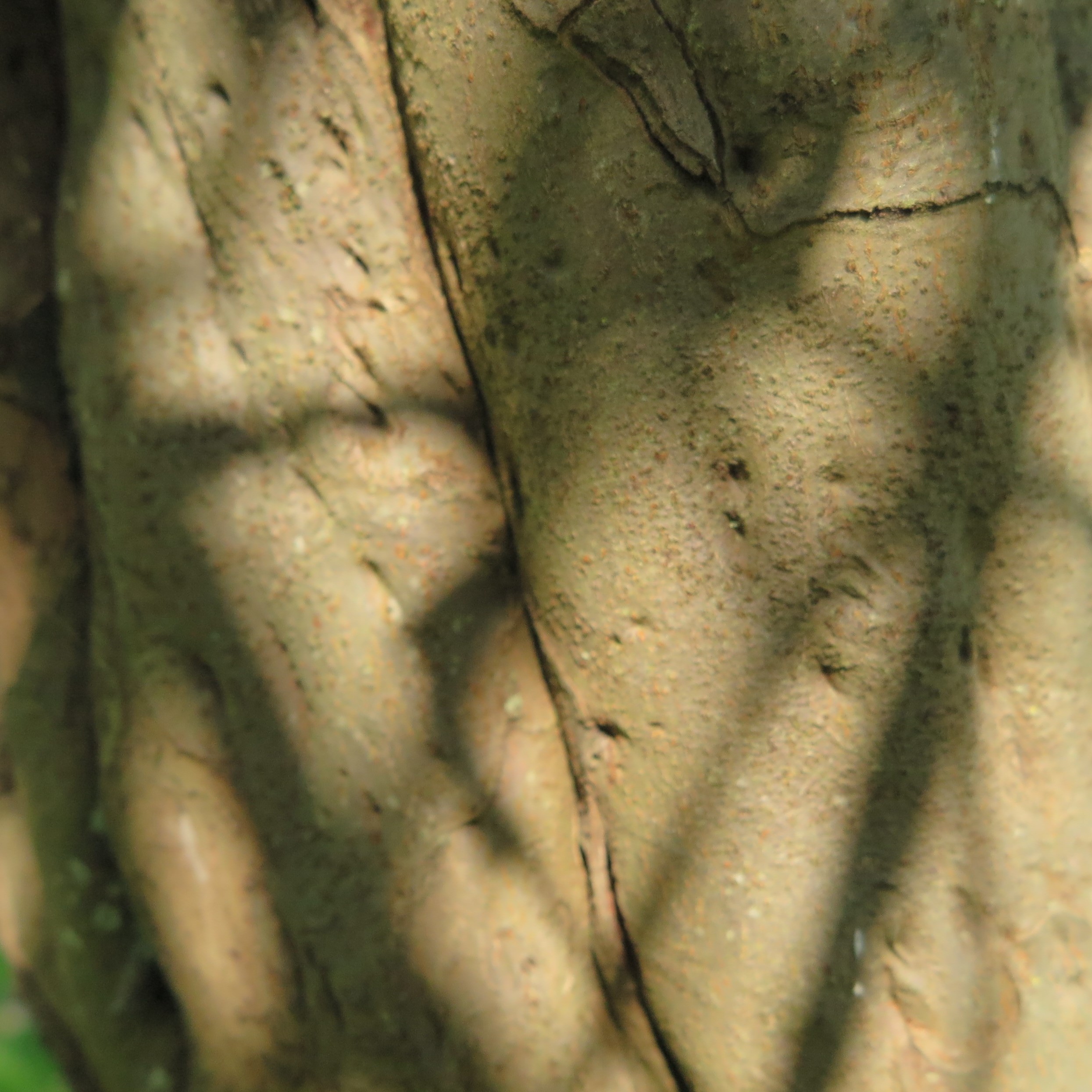 Annexe Cognassier tronc 3.jpg