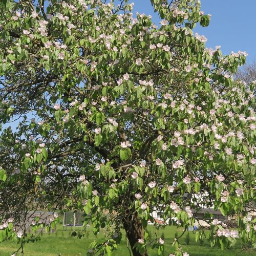 Annexe Cognassier-2-compressor.jpg