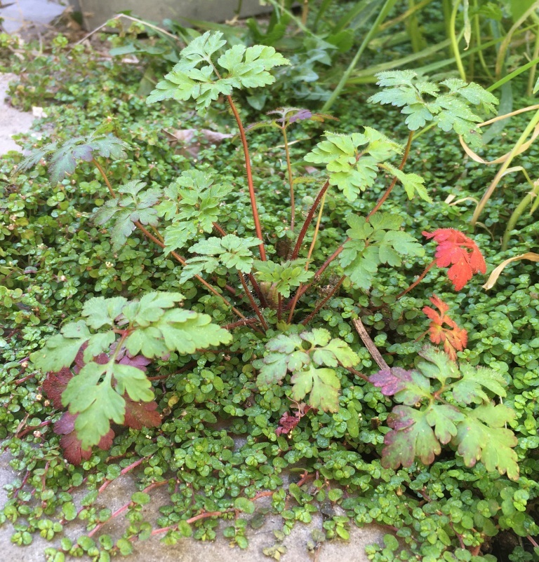 Annexe plante-ensemble.JPG