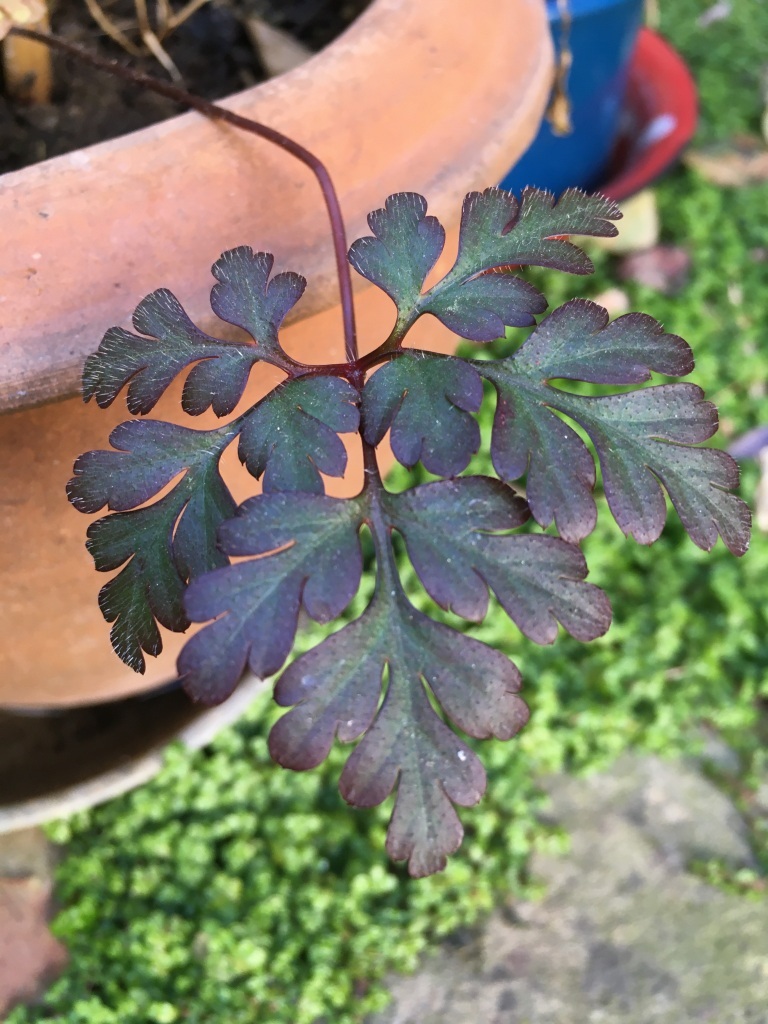 Annexe plante-feuille.JPG