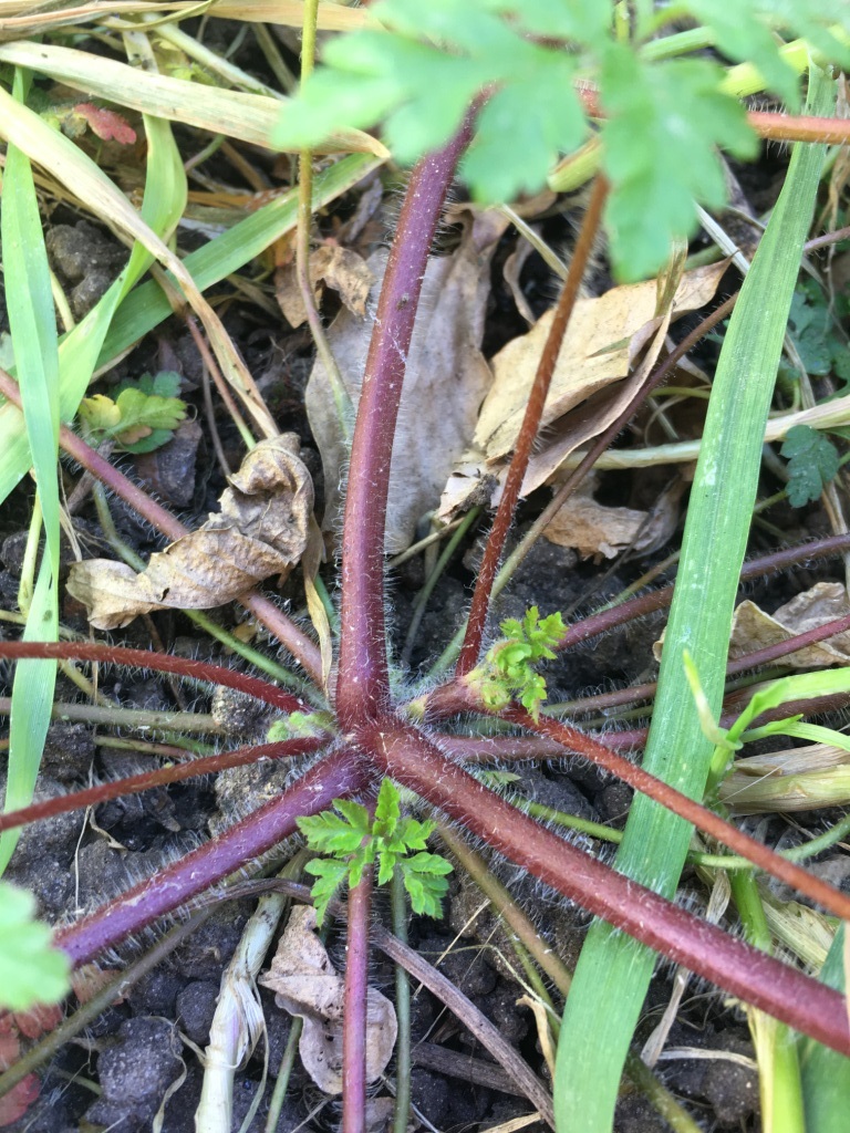 Annexe plante-racine.JPG