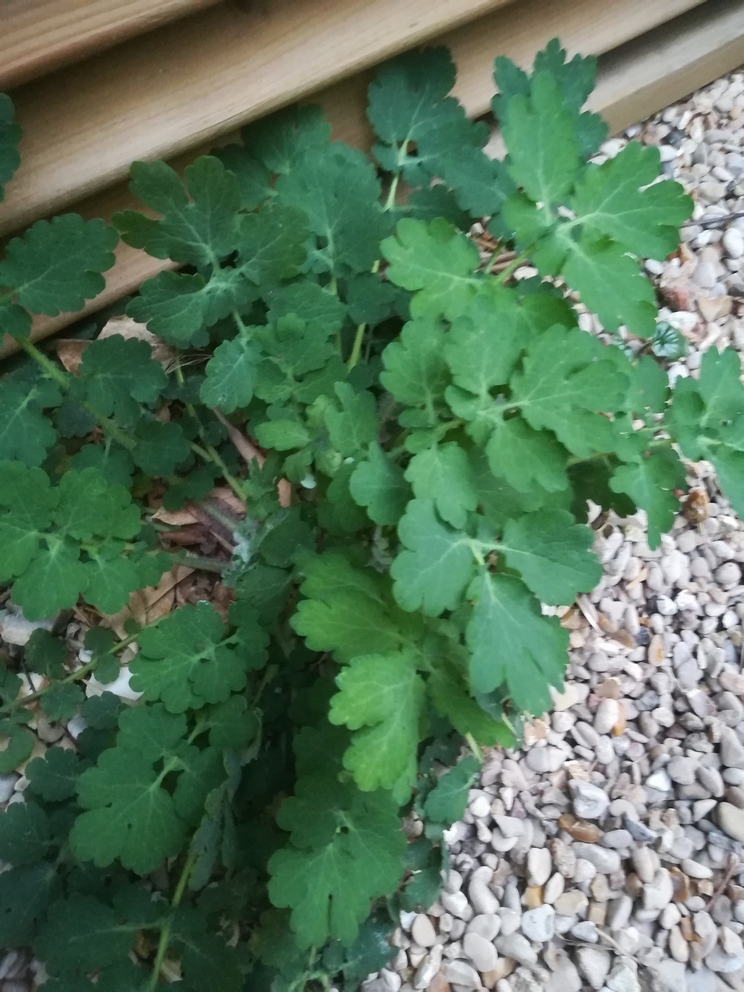 Annexe IMG_20200408_202448.jpg