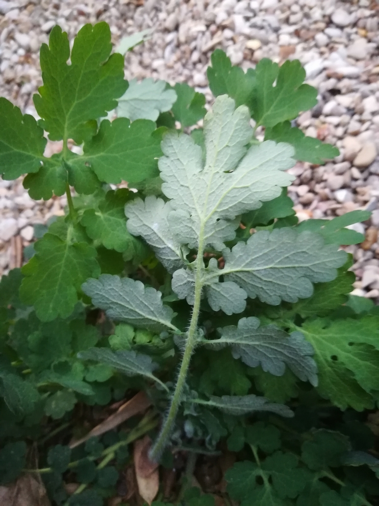 Annexe IMG_20200408_202641.jpg