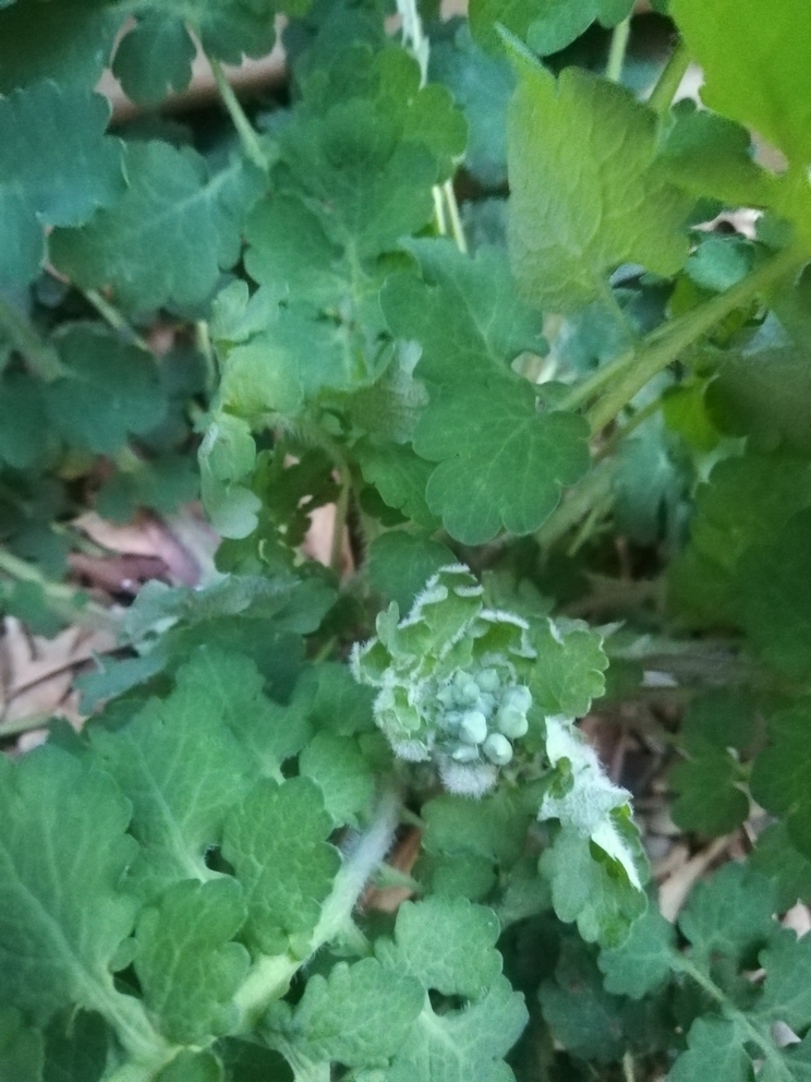 Annexe IMG_20200408_202721.jpg