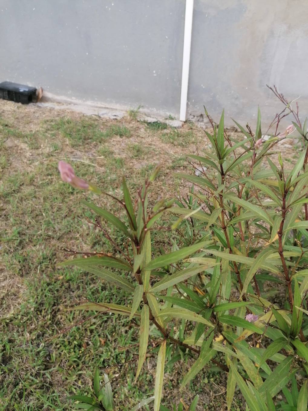 Annexe C570BF73-AF58-4C5A-B868-D6D28A12C012.jpeg