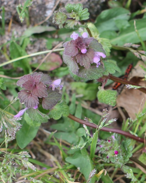 Annexe IMG_1355r (Petit).jpg