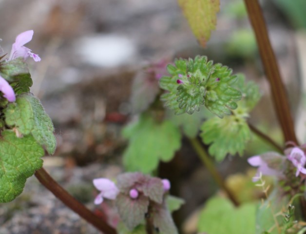 Annexe IMG_1356r (Petit).jpg