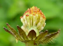 Annexe Capture d’écran 2020-04-08 à 23.29.27 1.png