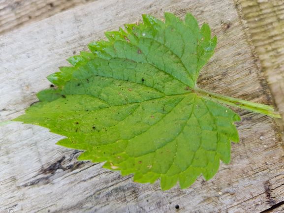 Annexe Ortie - feuille - allégé.jpg