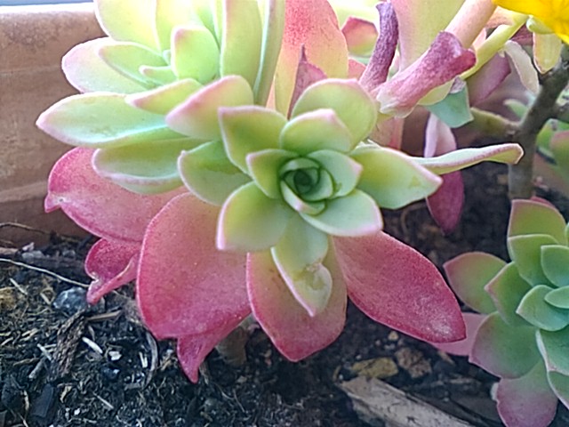 Annexe Poivre des murailles feuilles