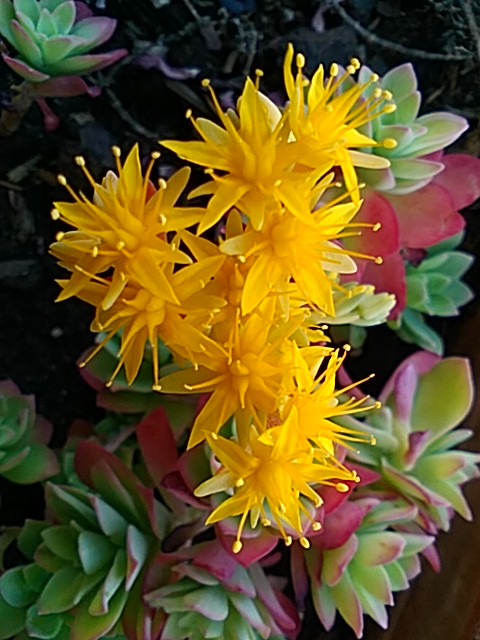 Annexe Poivre fleurjpg