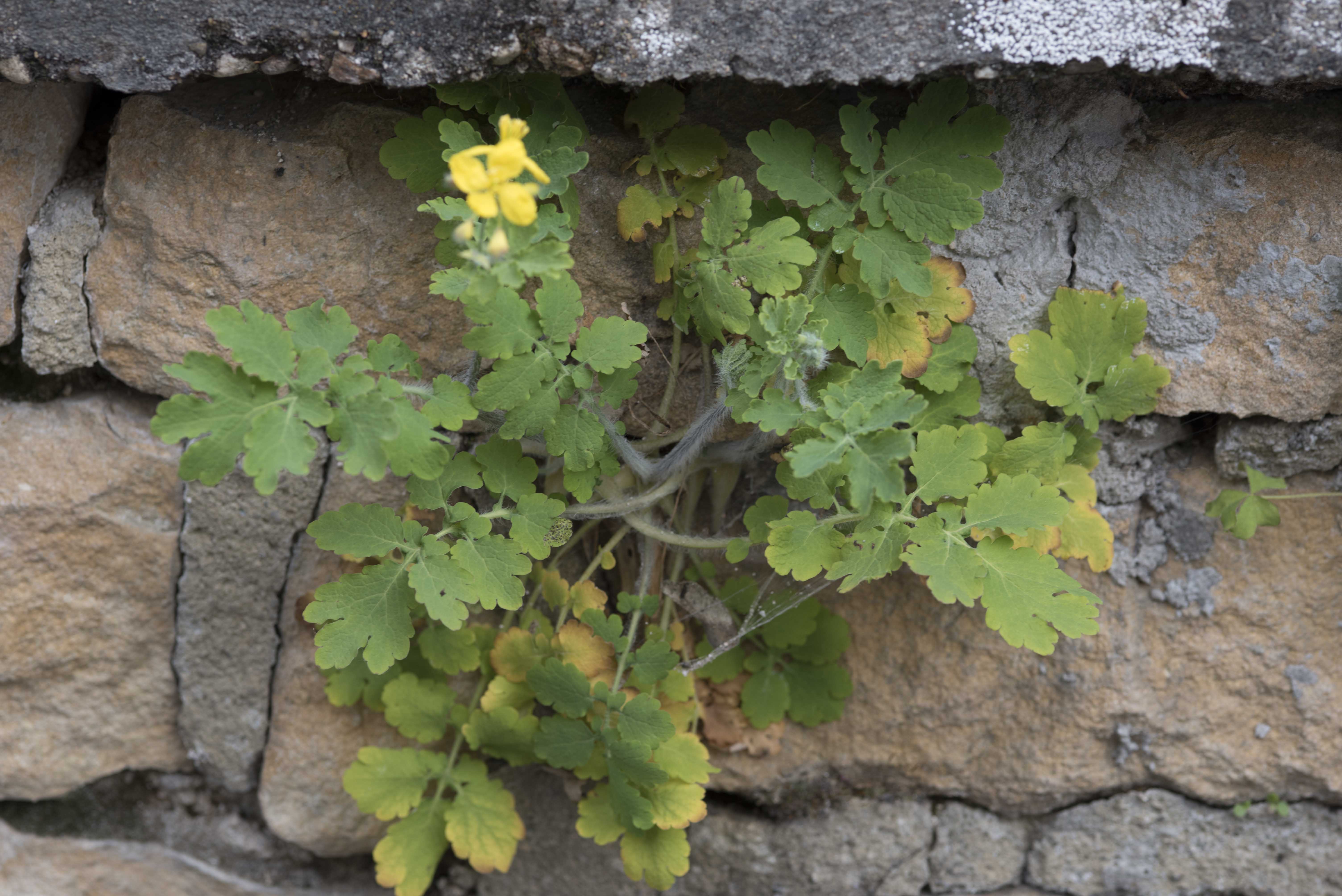 Annexe CHELIDOINE DSC_829306 avril 2020.jpg