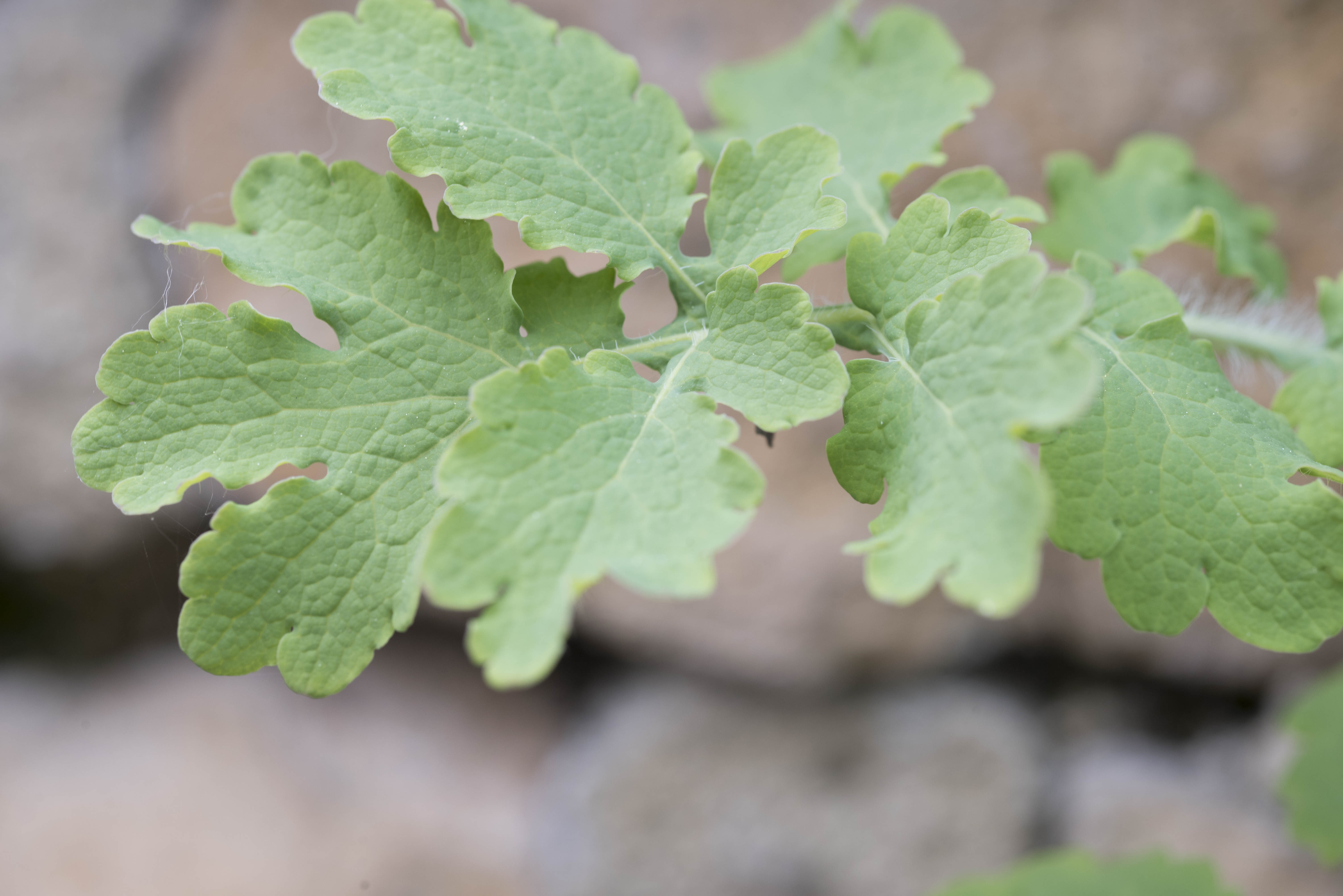 Annexe CHELIDOINE DSC_831106 avril 2020.jpg