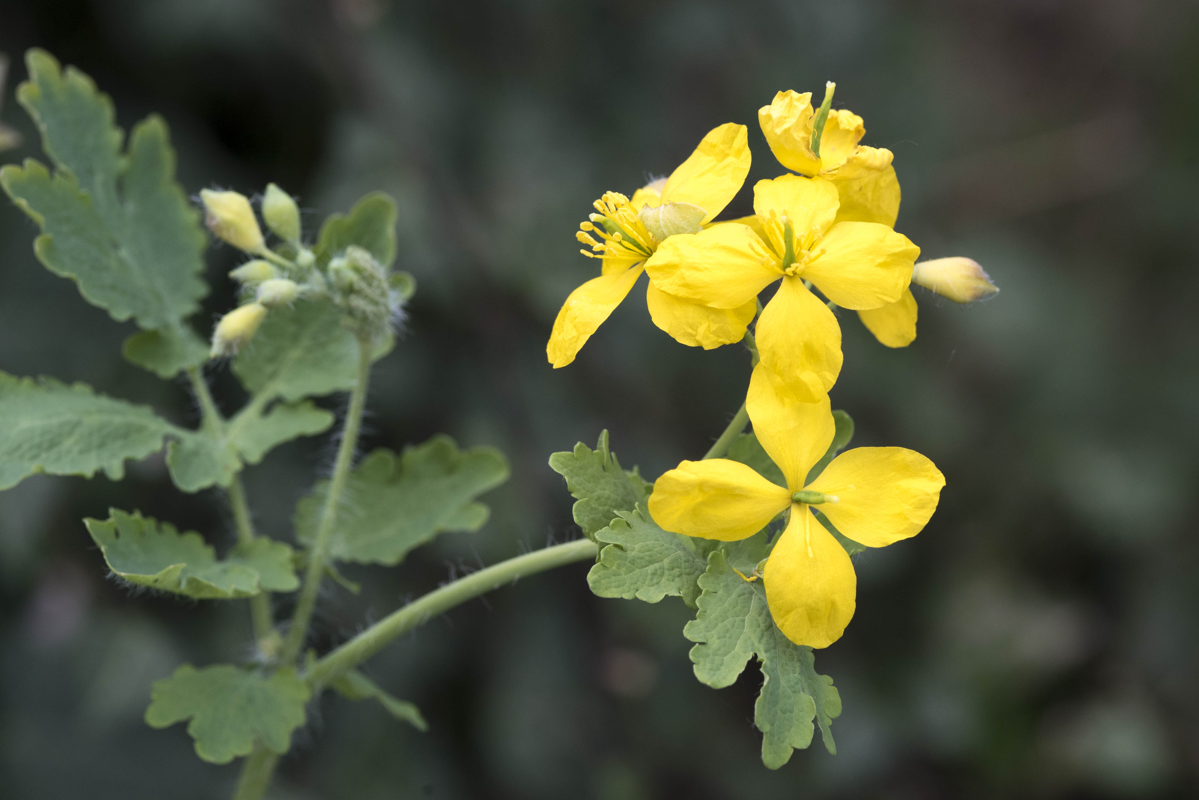 Annexe CHELIDOINE DSC_831906 avril 2020.jpg