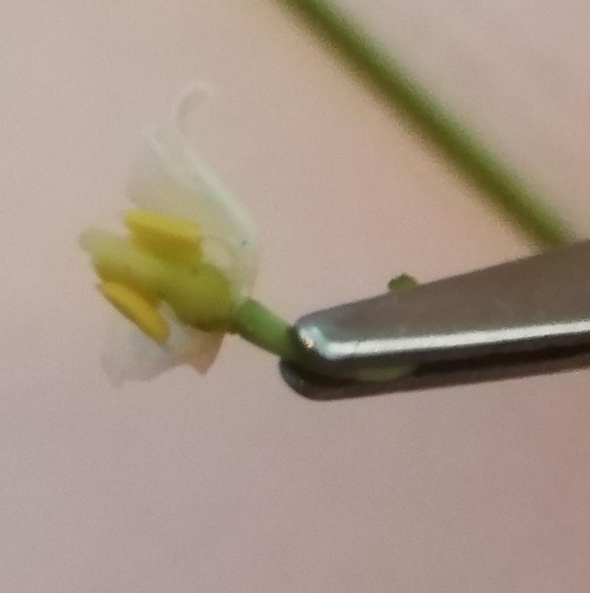 Annexe WhatsApp Image 2020-04-09 at 11.58.33.jpeg